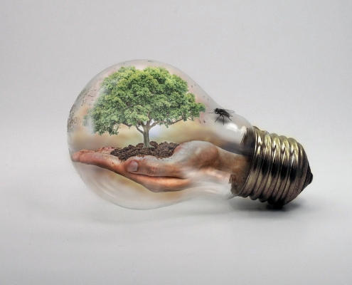 tree growing from a hand inside a light bulb; Changing Energy Market