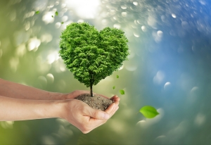 Tree growing out of cupped hands; How to purchase carbon credits - Part 1