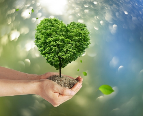 Tree growing out of cupped hands; How to purchase carbon credits - Part 1