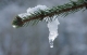 pine branch with melting snow