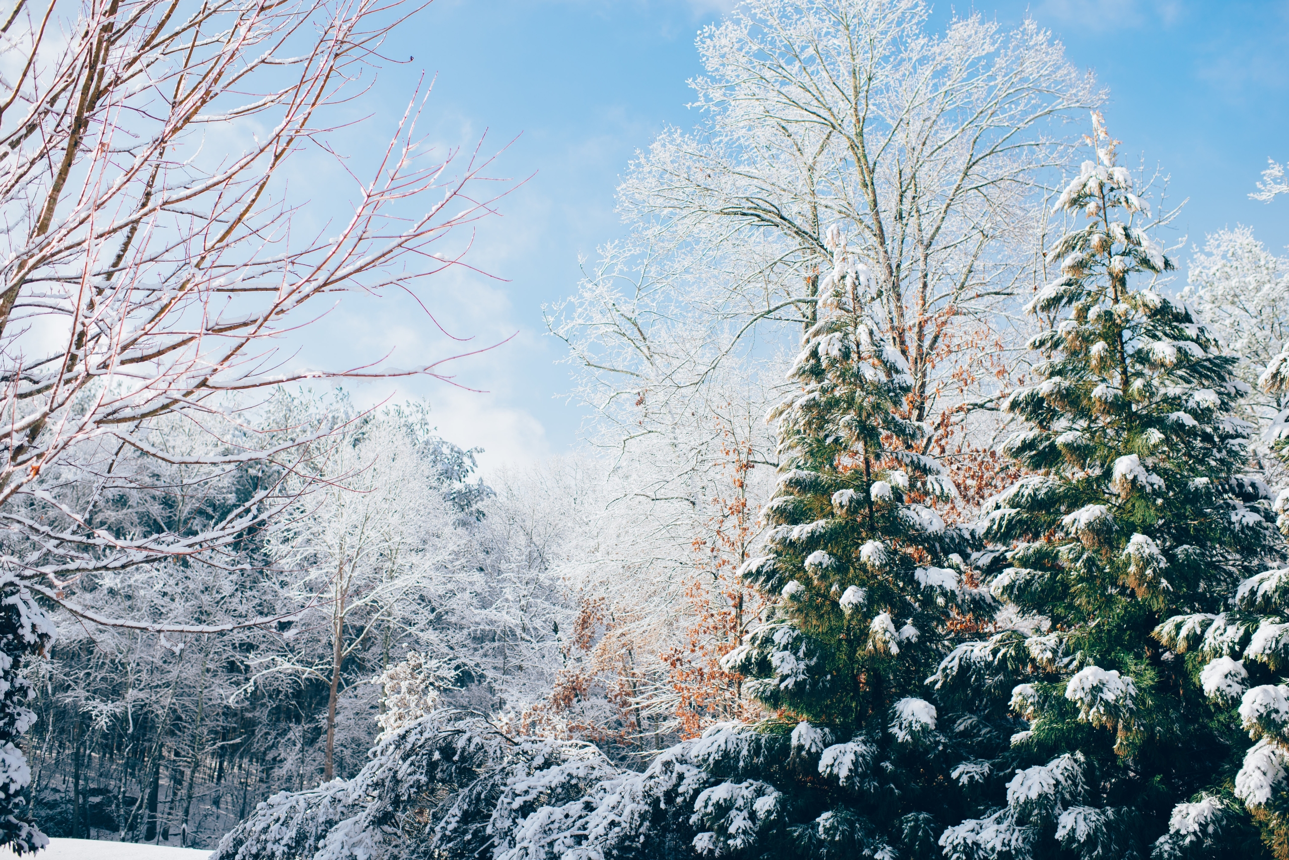 winter scene with snow covered trees