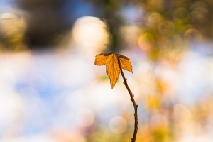 yellow leaf on twig with melting snow in background