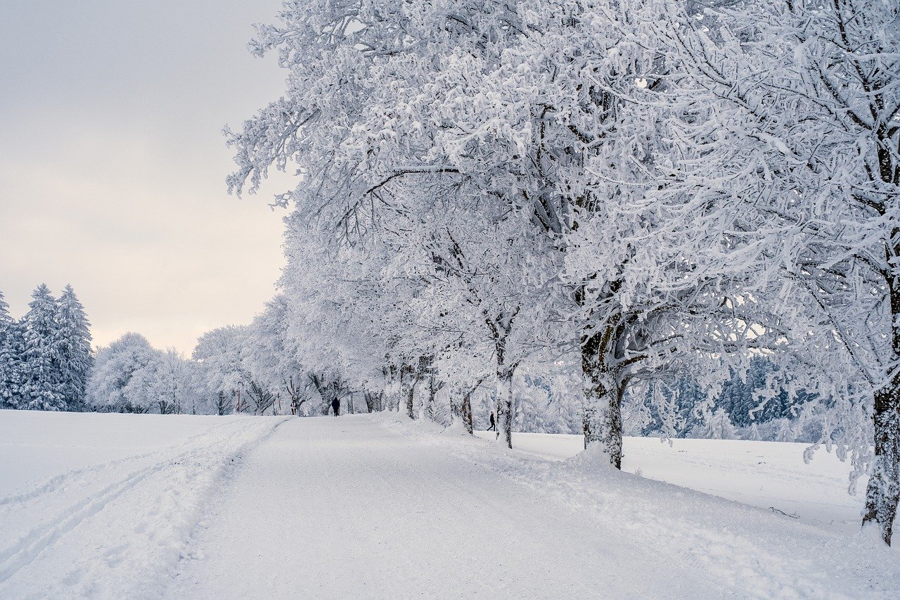 winter scene with snow covered trees by a road