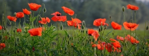 images of poppies in a field, World War I